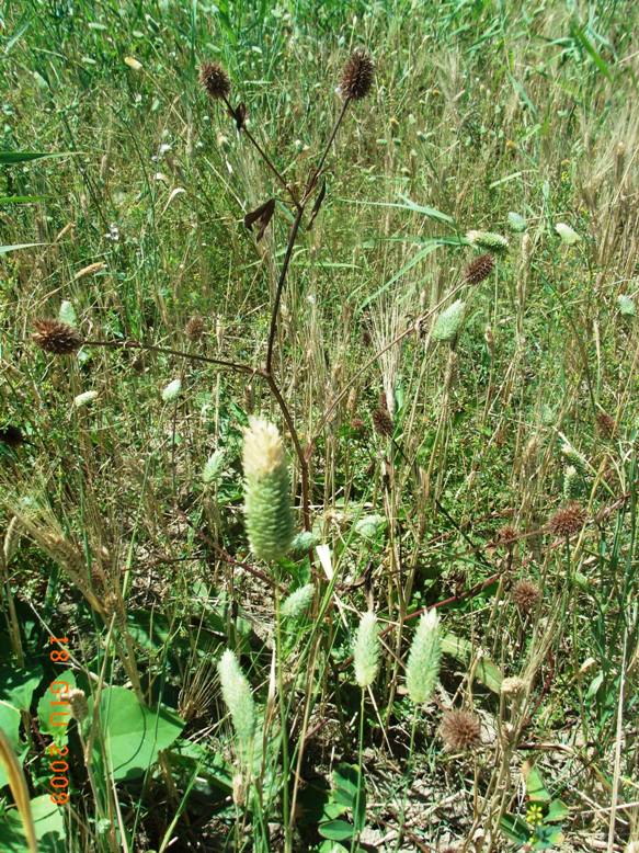 suolo salso - Trifolium squarrosum